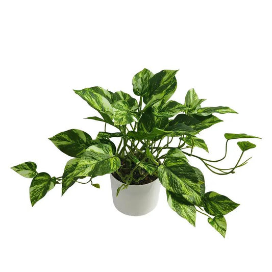 Artificial Green Leafy Plant